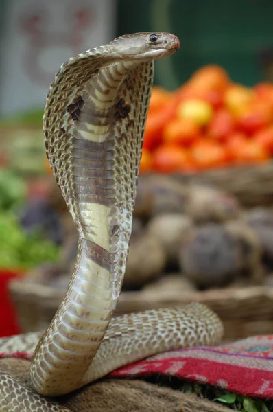 König Kobra Schlange Indien — Stockfoto