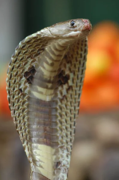 Клопіт Зміїної Кобри — стокове фото