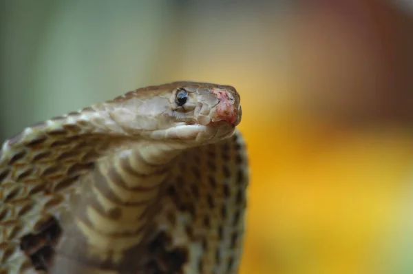 Gros Plan Serpent Cobra — Photo