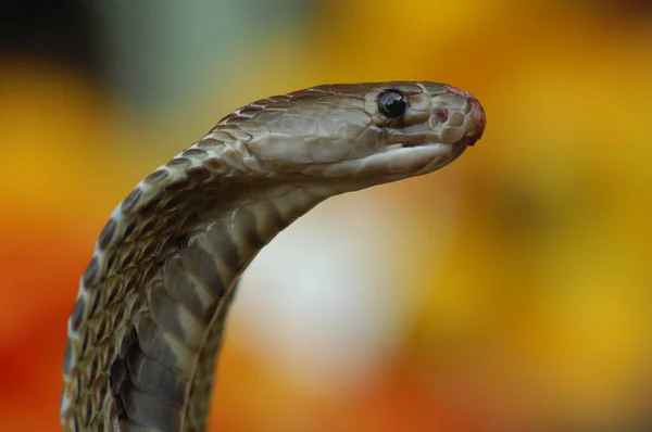 stock image King Cobra Snake India