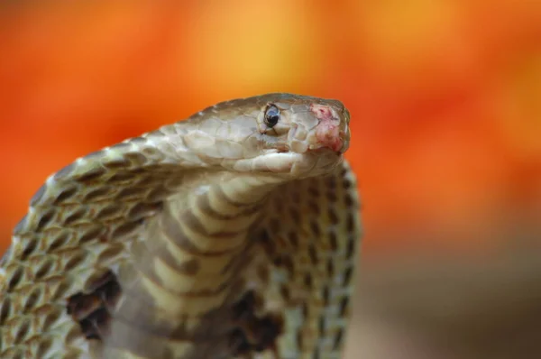 Kong Cobra Snake Indien - Stock-foto