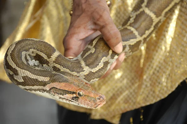 Mão Masculina Com Snake King Cobra — Fotografia de Stock