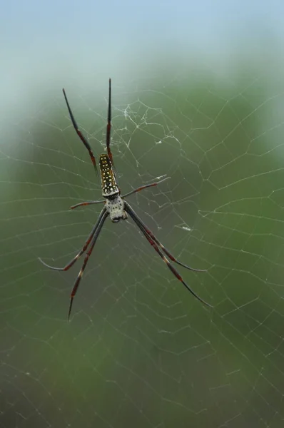 Örümcek Makro Görüntüsü — Stok fotoğraf
