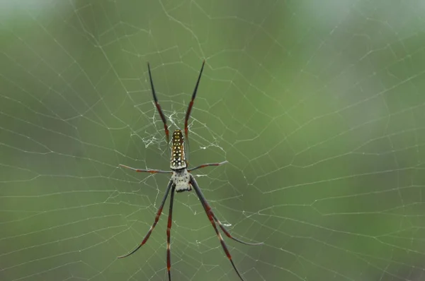 Makroaufnahme Einer Spinne — Stockfoto