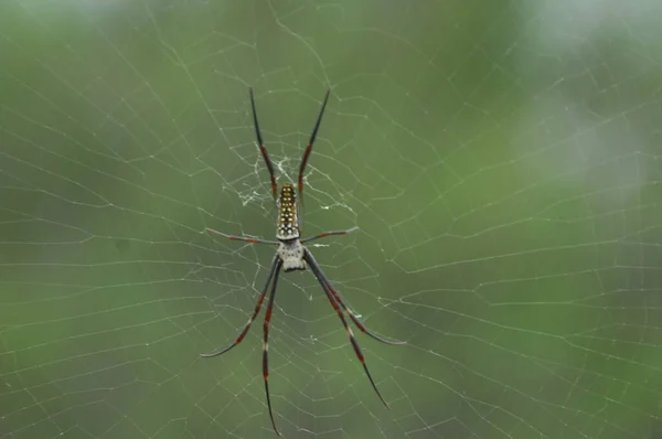 Μακρο Βολή Μιας Αράχνης — Φωτογραφία Αρχείου