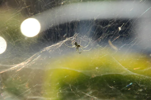Macro Shot Spider — Fotografie, imagine de stoc