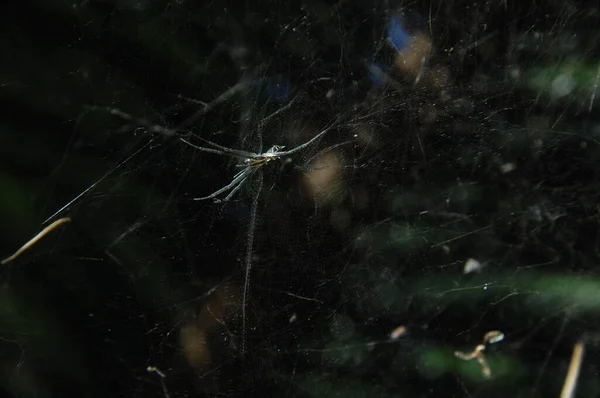 クモのマクロショット — ストック写真