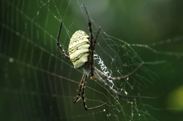 Macro Shot Spider — Stock Photo, Image