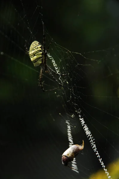 Makro Záběr Pavouka — Stock fotografie