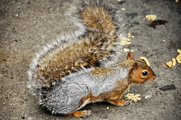 Closeup Squirrel — Stock Photo, Image