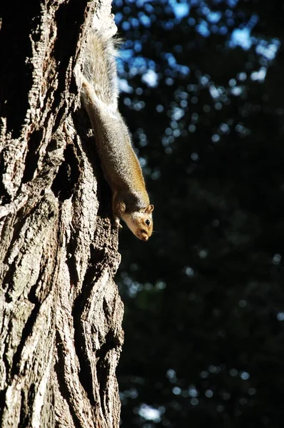 Închiderea Unei Veverițe — Fotografie, imagine de stoc