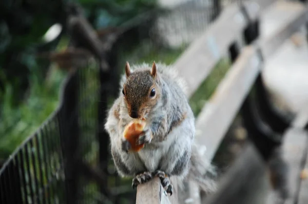 Closeup Squirrel — Stock Photo, Image