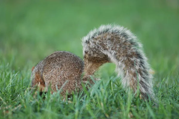 Nahaufnahme Eines Eichhörnchens — Stockfoto