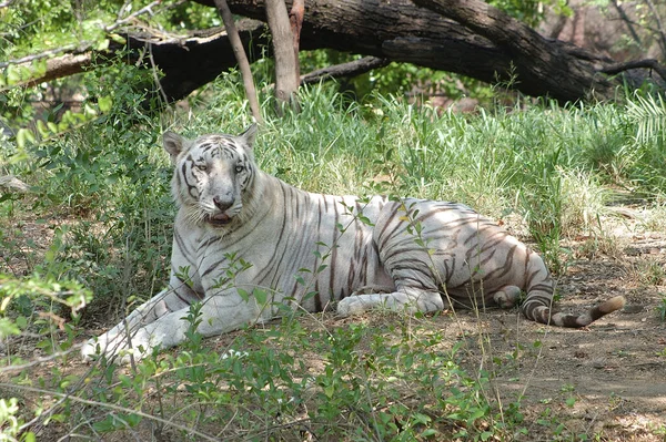 Λευκή Τίγρη Στο Δάσος Του Ζωολογικού Κήπου — Φωτογραφία Αρχείου
