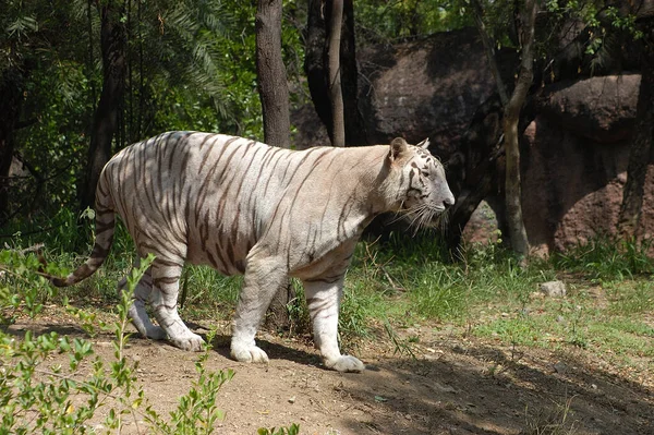 Tigru Alb Pădurea Grădinii Zoologice — Fotografie, imagine de stoc