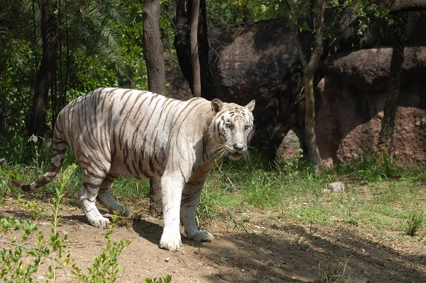Tigre Blanc Dans Forêt Zoo — Photo