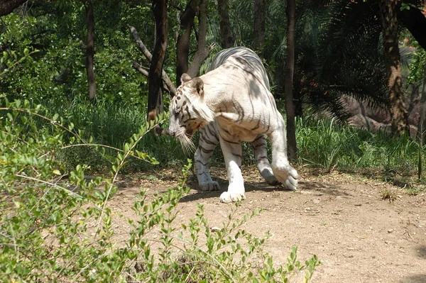 Tigre Blanco Bosque Del Zoológico —  Fotos de Stock