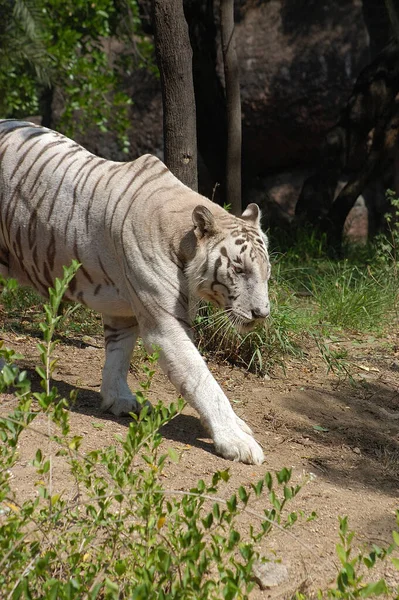Weißer Tiger Wald Des Zoos — Stockfoto