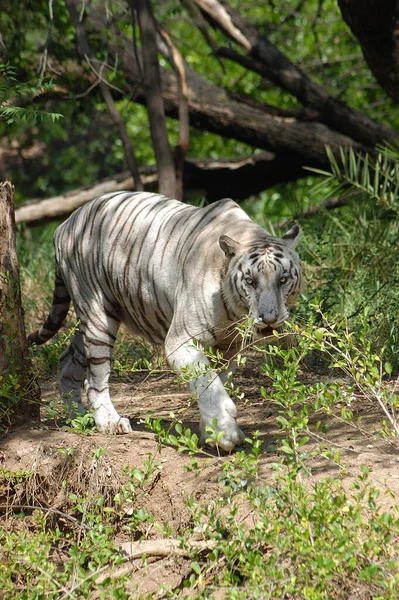 Tigre Blanco Bosque Del Zoológico — Foto de Stock