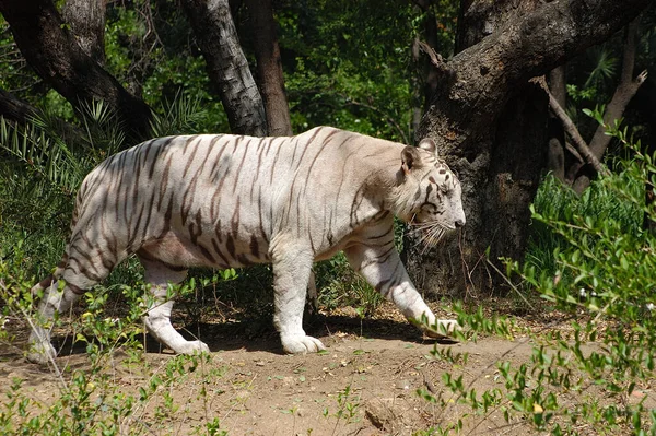 Λευκή Τίγρη Στο Δάσος Του Ζωολογικού Κήπου — Φωτογραφία Αρχείου