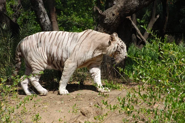 Tigre Branco Floresta Zoológico — Fotografia de Stock