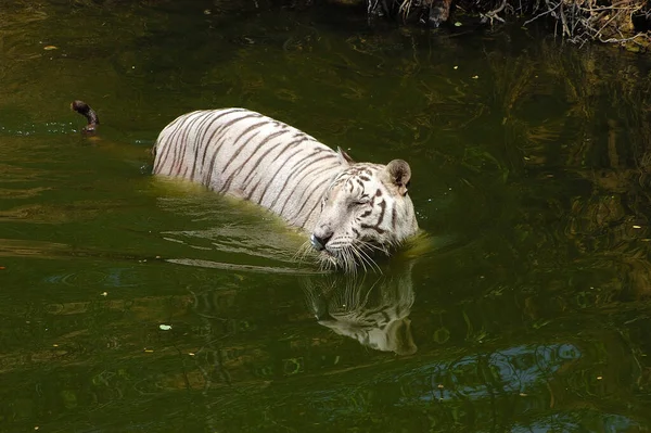 Tigre Blanc Dans Réservoir Eau — Photo