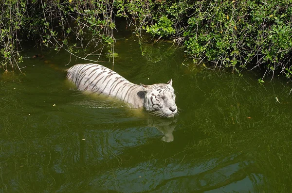 Tigre Branco Tanque Água — Fotografia de Stock