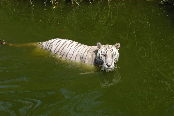 Fehér Tigris Víztartályban — Stock Fotó