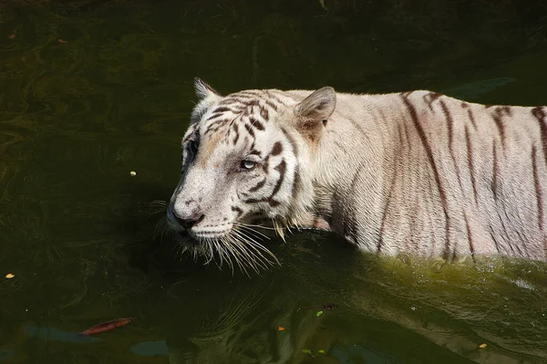 Λευκή Τίγρη Δεξαμενή Νερού — Φωτογραφία Αρχείου