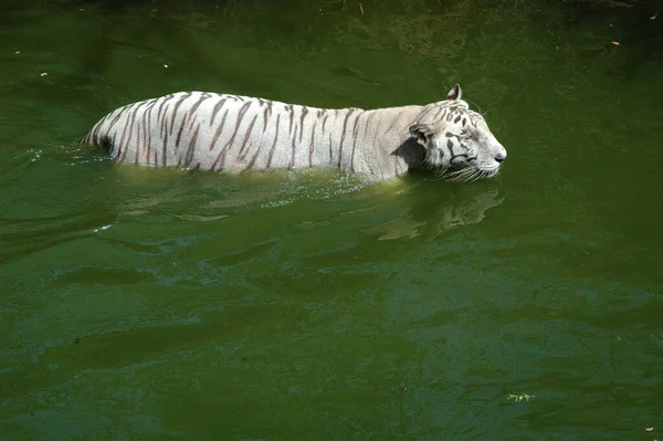 White Tiger Water Tank — Stock Photo, Image