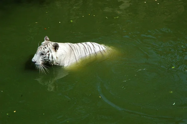 Белый Тигр Резервуаре — стоковое фото