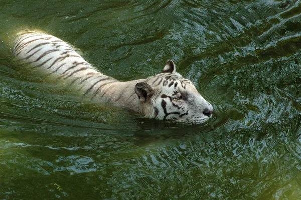 Tigre Blanc Dans Réservoir Eau — Photo