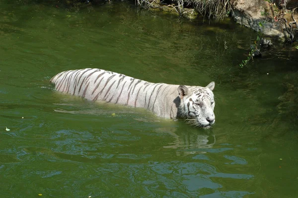 Fehér Tigris Víztartályban — Stock Fotó