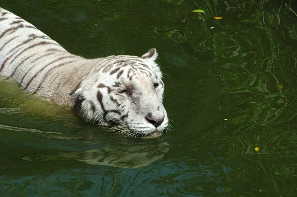 Λευκή Τίγρη Δεξαμενή Νερού — Φωτογραφία Αρχείου