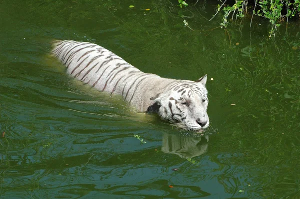 Tigre Blanco Tanque Agua — Foto de Stock