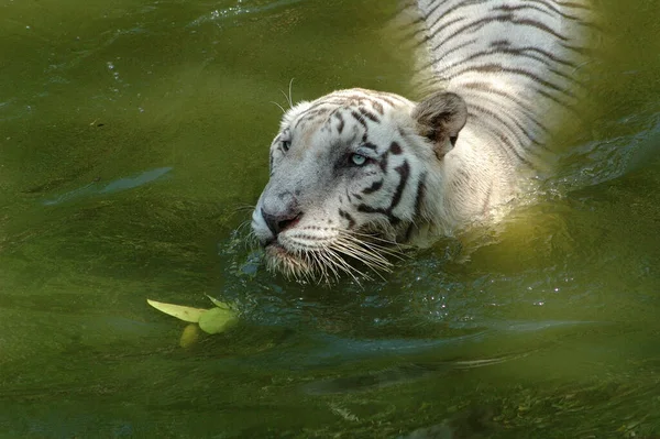 Tigre Blanco Tanque Agua — Foto de Stock