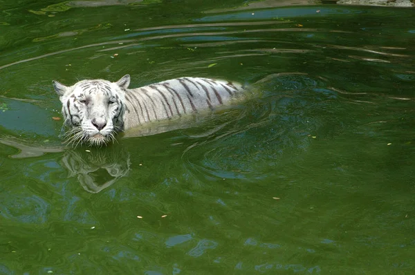White Tiger Water Tank — Stock Photo, Image