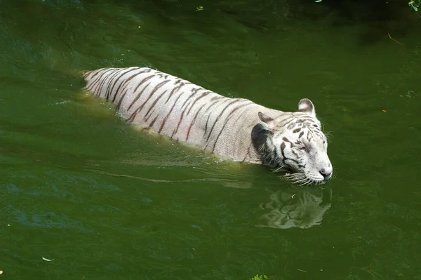 Tigre Branco Tanque Água — Fotografia de Stock