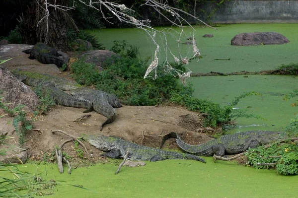 Blick Auf Krokodil Zoo — Stockfoto