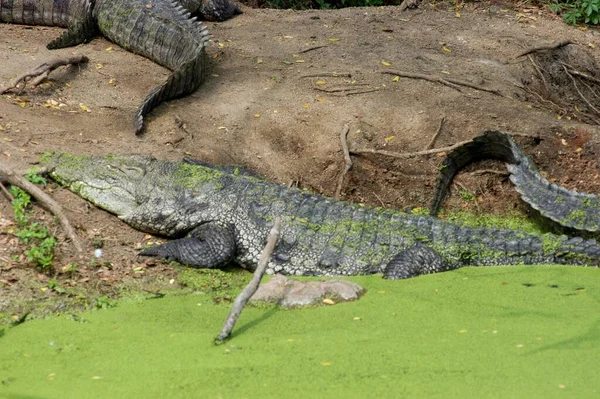 Вид Крокодил Зоопарку — стокове фото