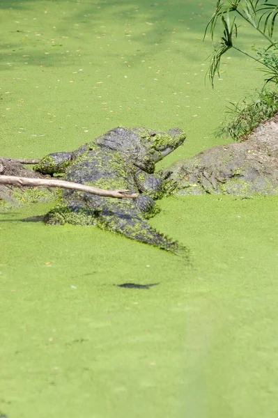 Kilátás Krokodil Egy Állatkertben — Stock Fotó
