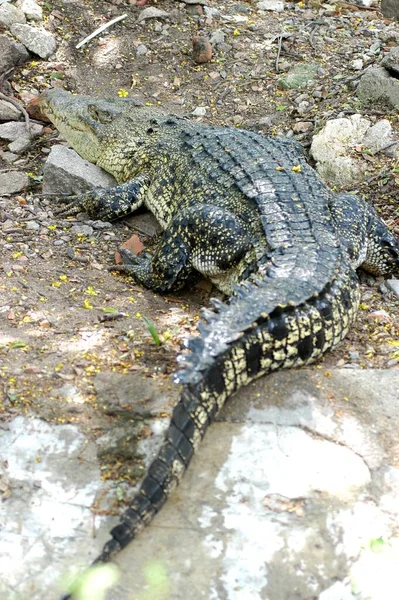 Vista Crocodilo Zoológico — Fotografia de Stock