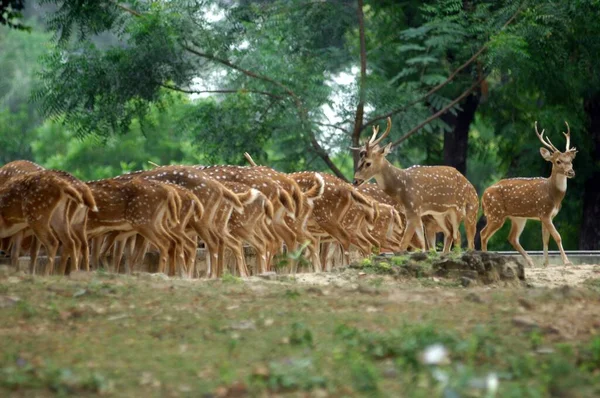 鹿群在公园的草坪上休息 — 图库照片
