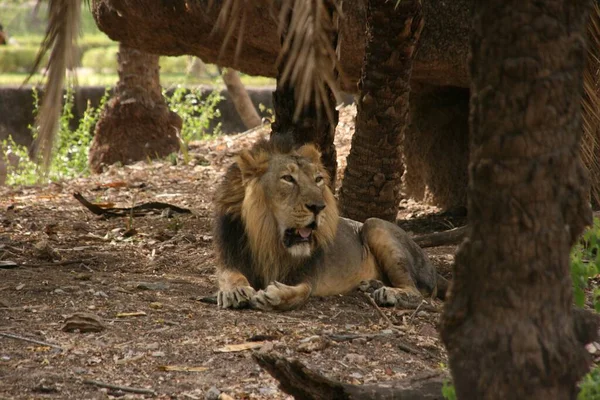 Male Lion Zoo — Stock Photo, Image