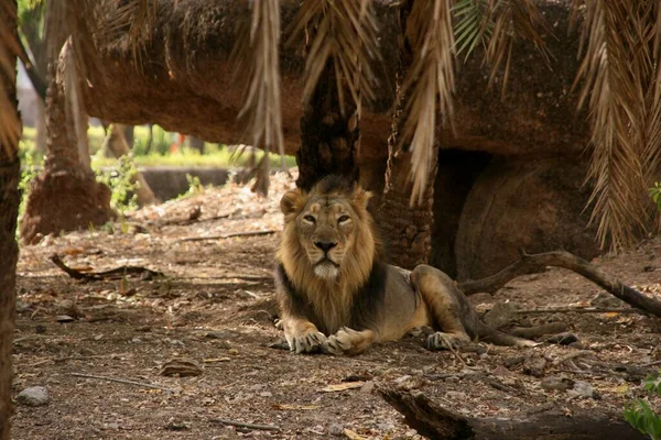 Leão Macho Zoológico — Fotografia de Stock