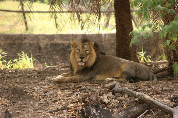 动物园里的雄性狮子 — 图库照片
