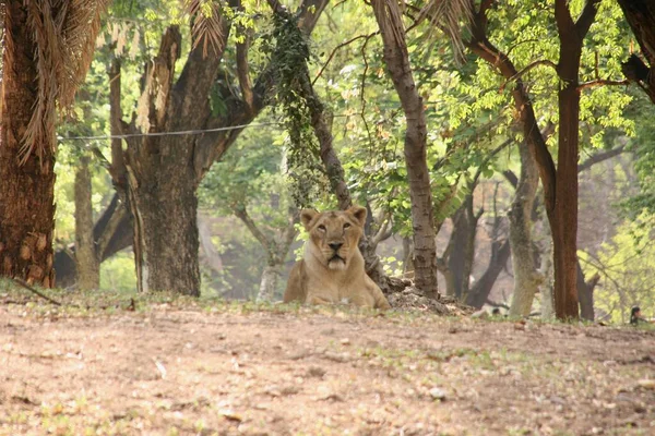 Feminino Leão Passeando Jardim Zoológico — Fotografia de Stock