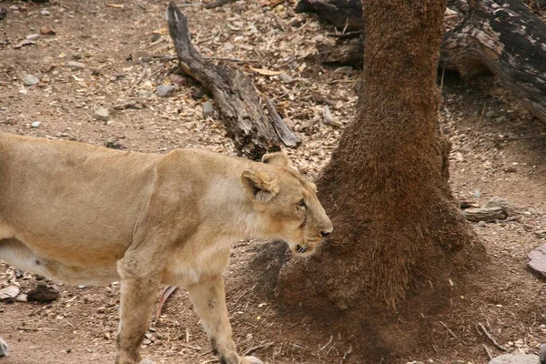 Mujer León Paseando Zoológico — Foto de Stock