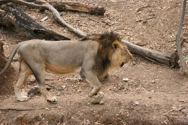 León Macho Zoológico — Foto de Stock