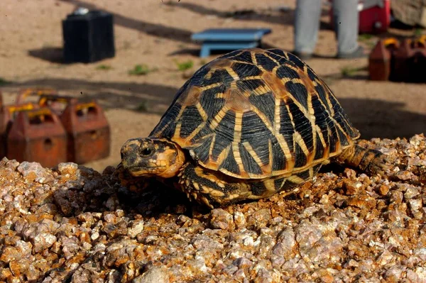 Uzun Boynunu Geren Dev Kaplumbağa — Stok fotoğraf